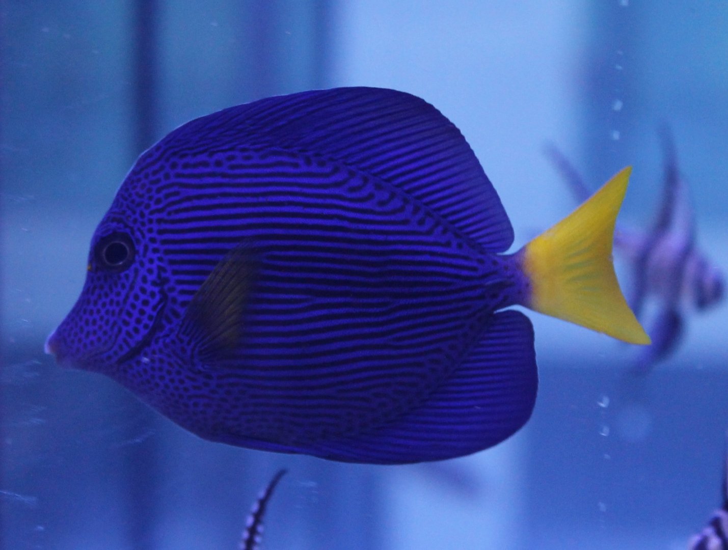 Yellow-tailed tang - Zebrasoma xanthurum