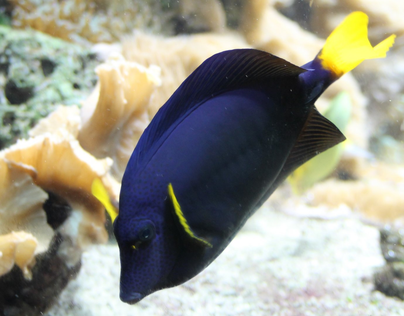 Yellow-tailed tang - Zebrasoma xanthurum