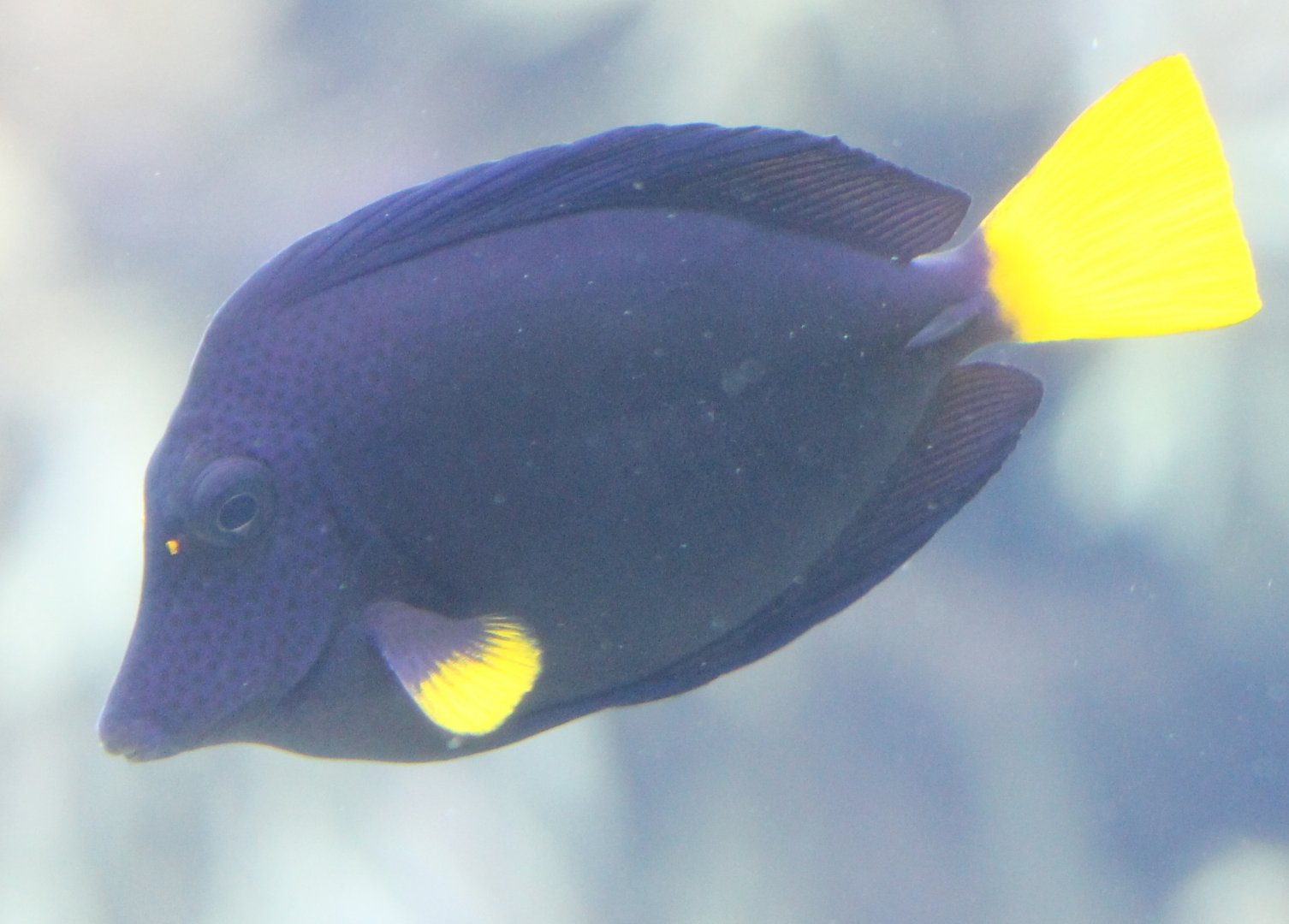 Yellow-tailed tang
