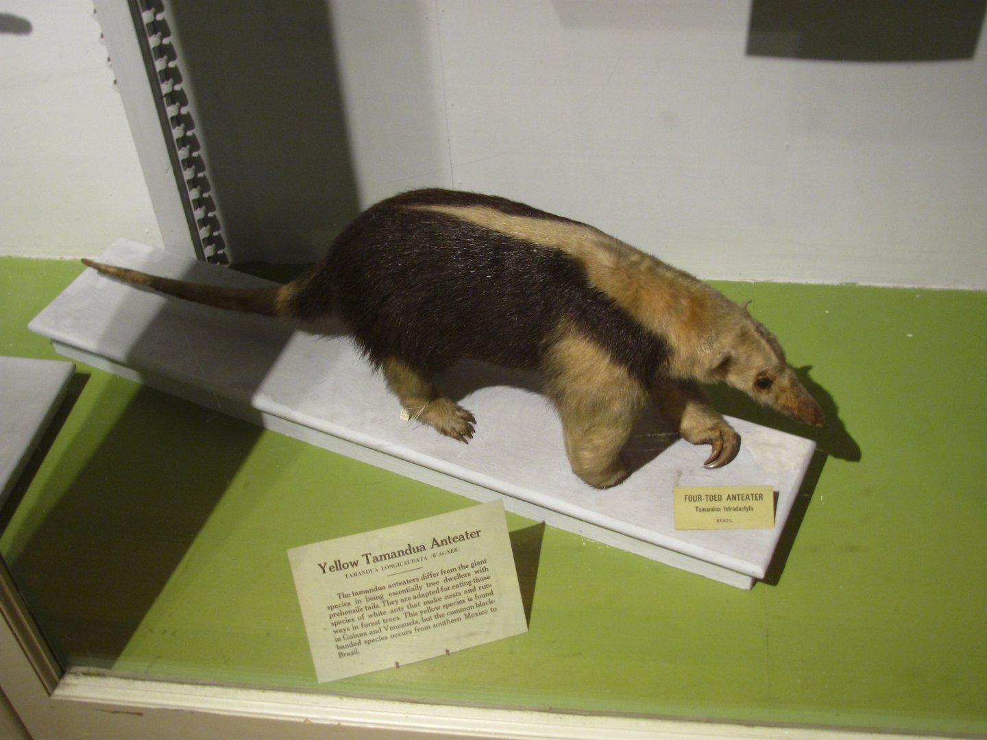 Yellow Tamandua Anteater