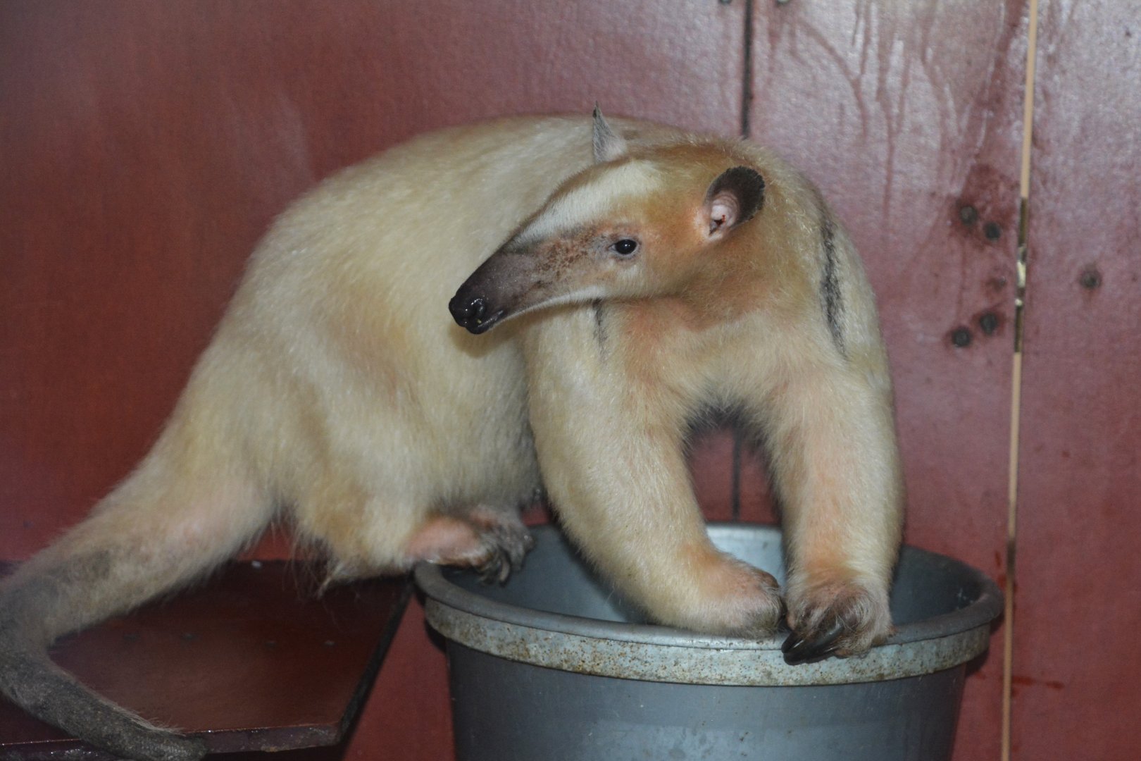 Yellow tamandua (Tamandua tetradactyla nigra)