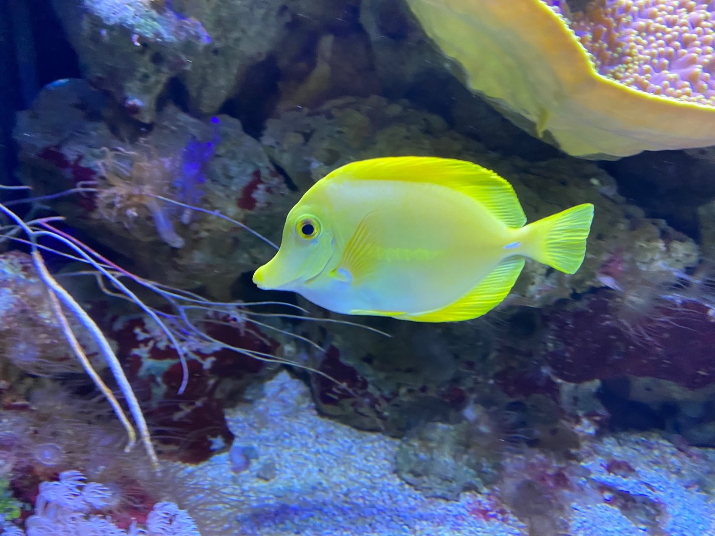 Yellow tang 240122
