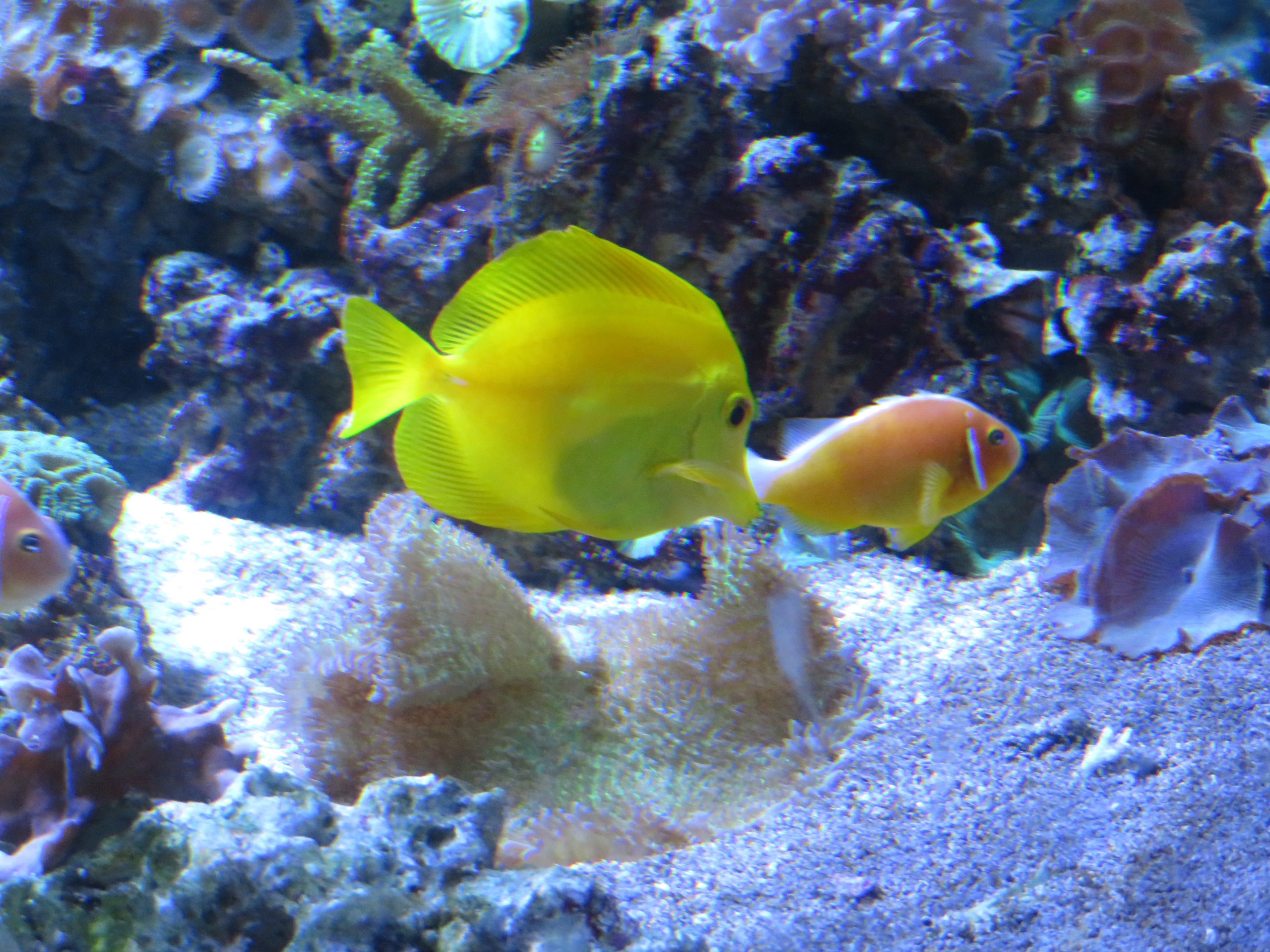 Yellow Tang and Pink Skunk Clownfish