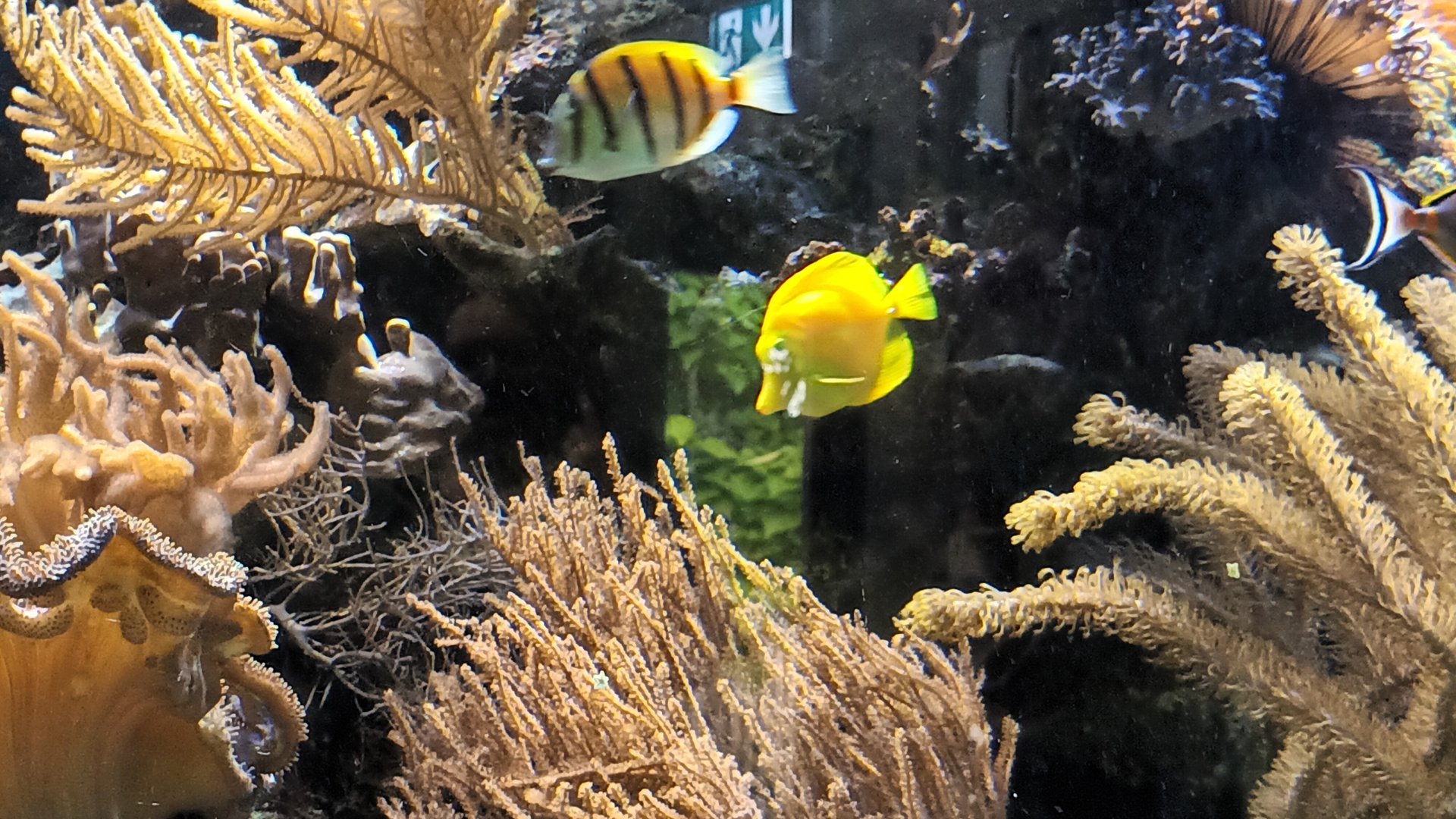 Yellow Tang and Surgeonfish