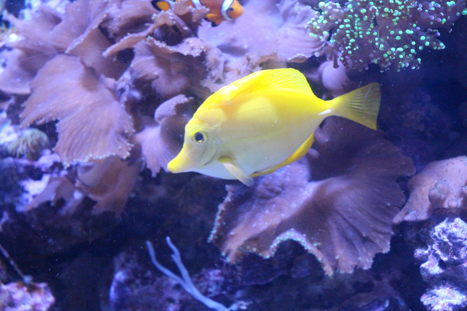Yellow Tang (Epcot 2018)