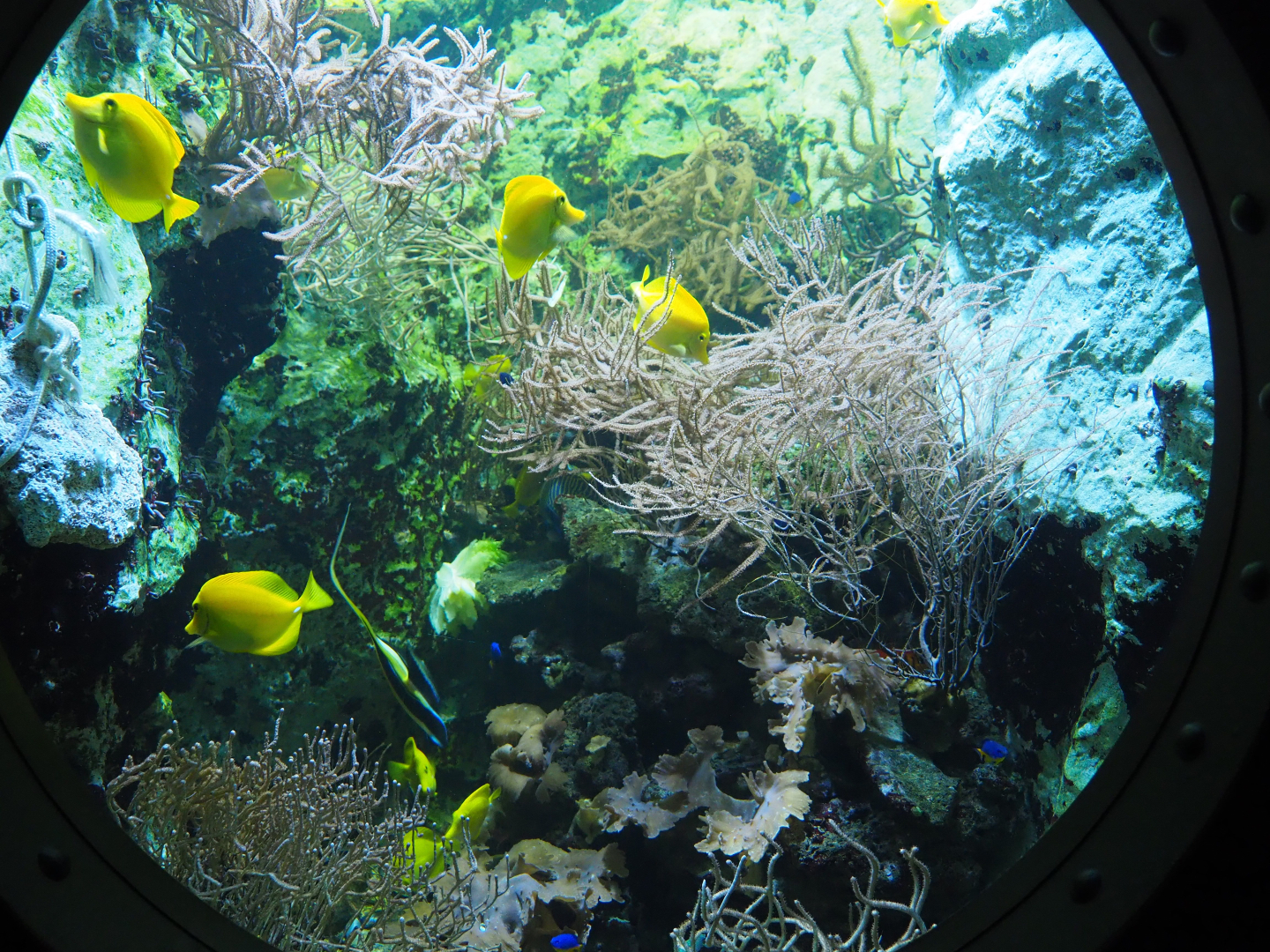 Yellow tang, Moorish idol and damselfish aquarium, 2019-10-05