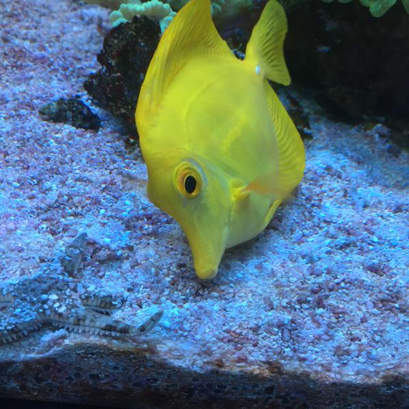 Yellow tang & Starfish
