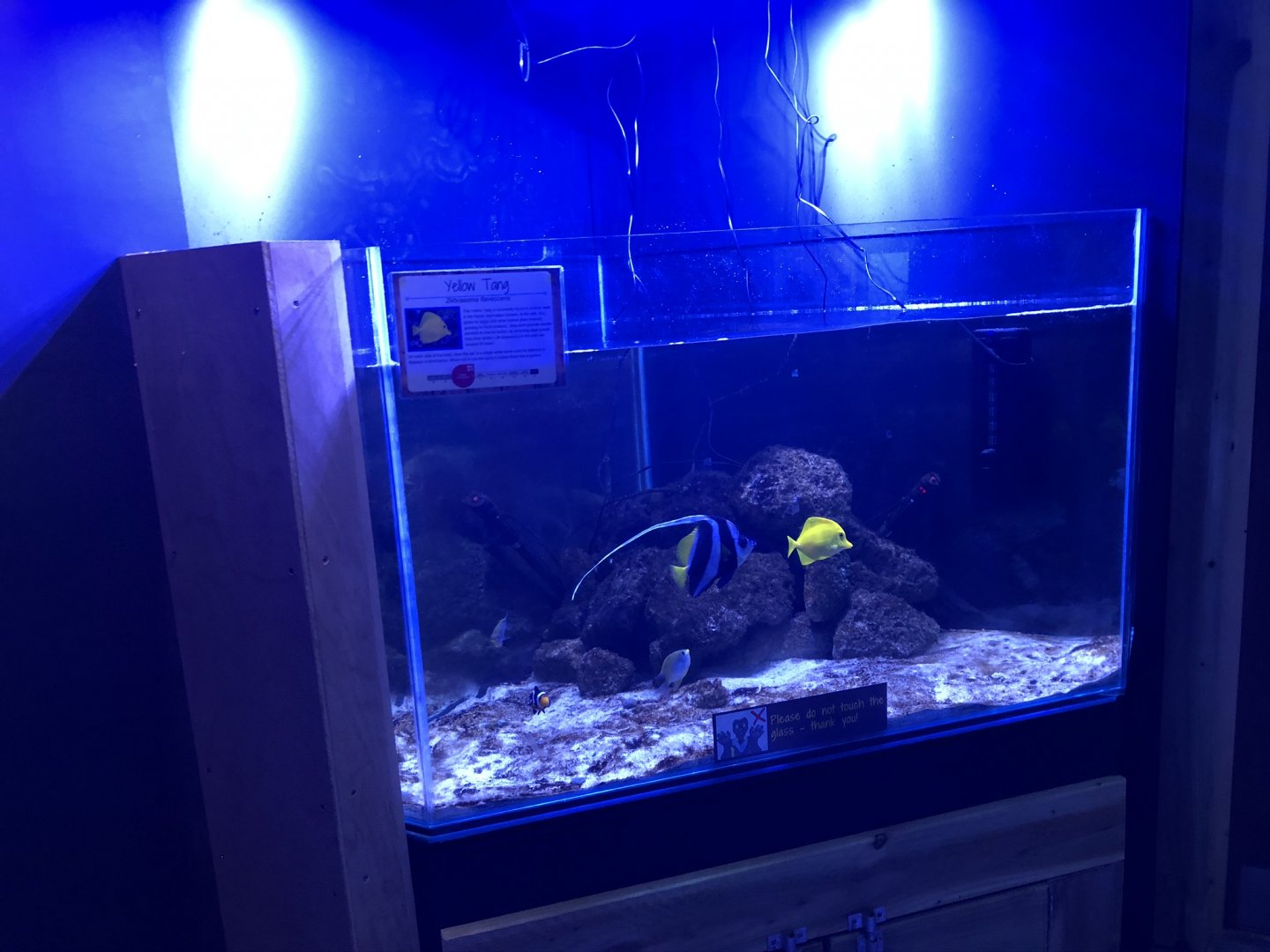 Yellow Tang Tank at Lakeland Wildlife Oasis (2020)