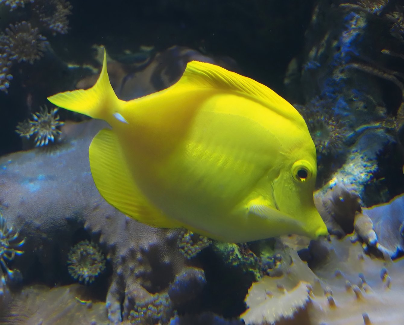Yellow tang (Zebrasoma flavescens), 2024-09-17