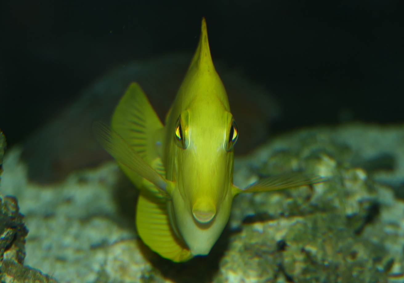 Yellow Tang (Zebrasoma flavescens) - Cicerello's Aquarium, Fremantle