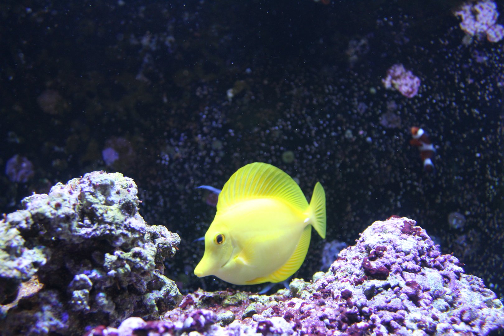 Yellow tang (Zebrasoma flavescens) in Wee Beasties