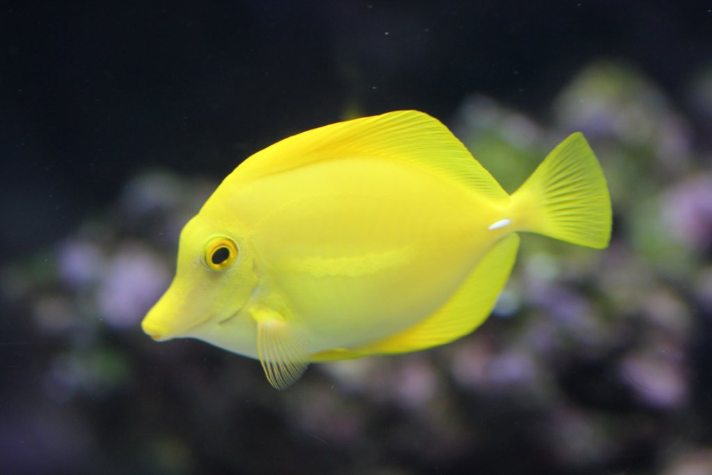 Yellow Tang (Zebrasoma flavescens)