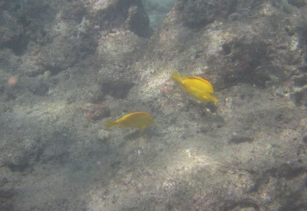 Yellow Tang (Zebrasoma flavescens)