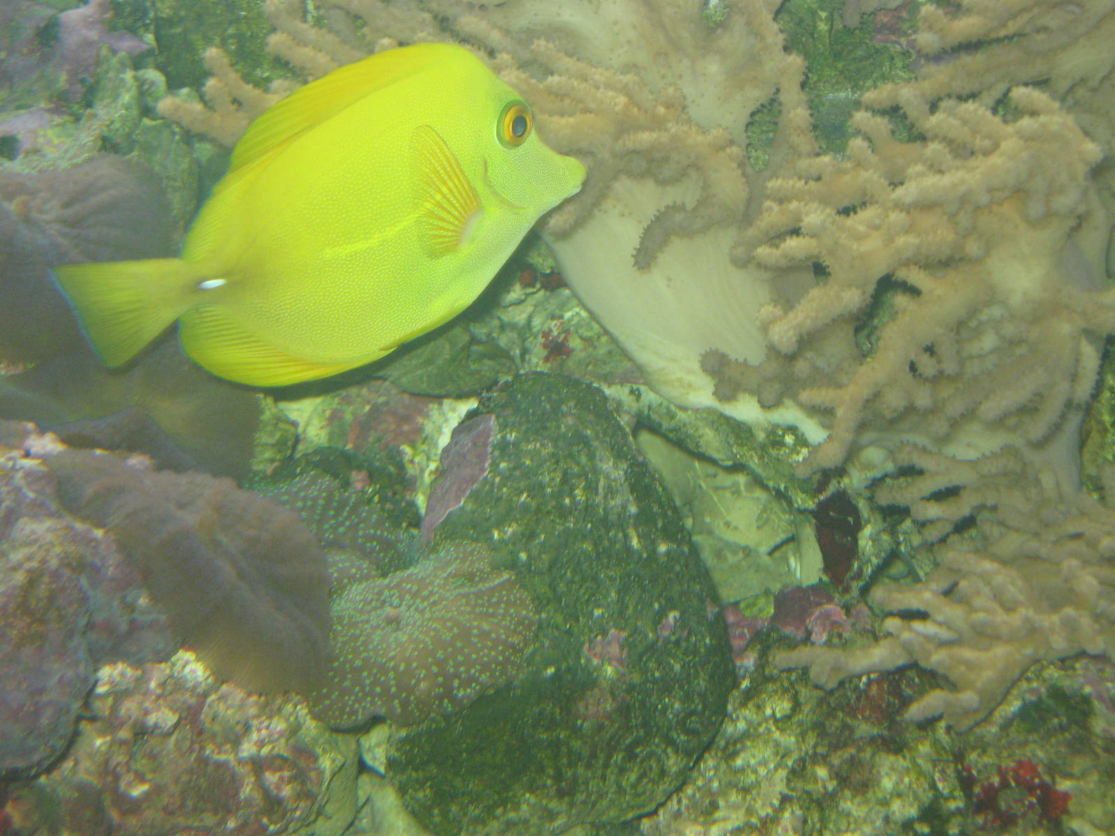 yellow tang (Zebrasoma flavescens)