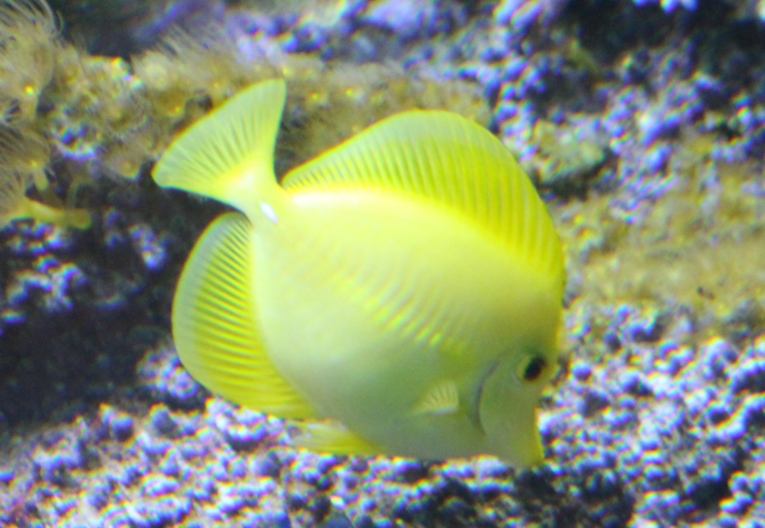Yellow tang - Zebrasoma flavescens