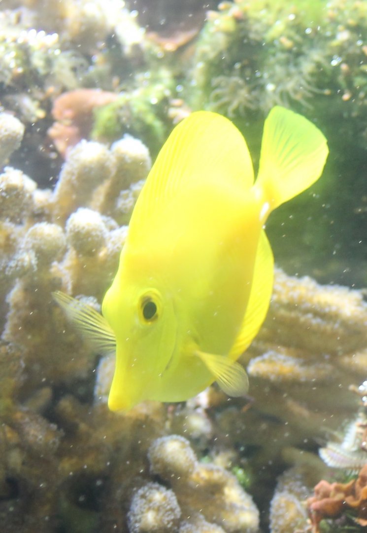 Yellow tang - Zebrasoma flavescens