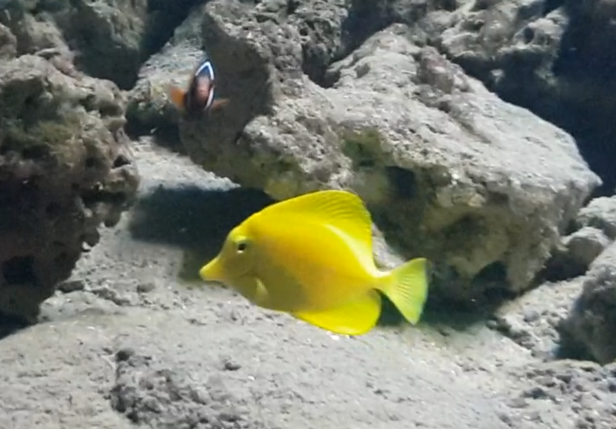 Yellow tang - Zebrasoma flavescens