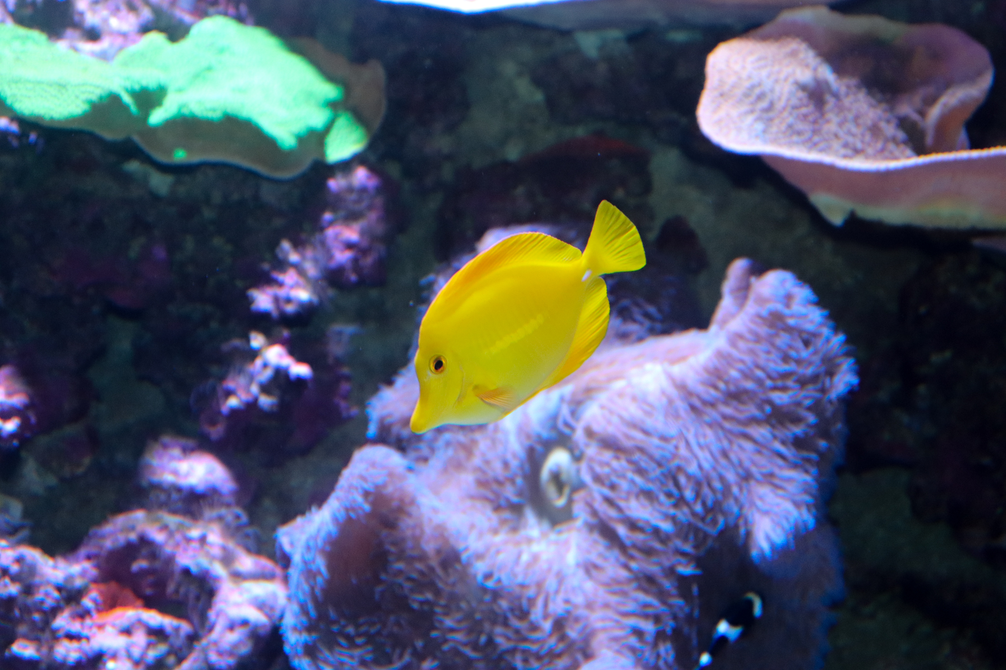 Yellow Tang (Zebrasoma flavescens)