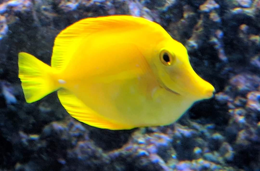 Yellow tang (Zebrasoma flavescens)