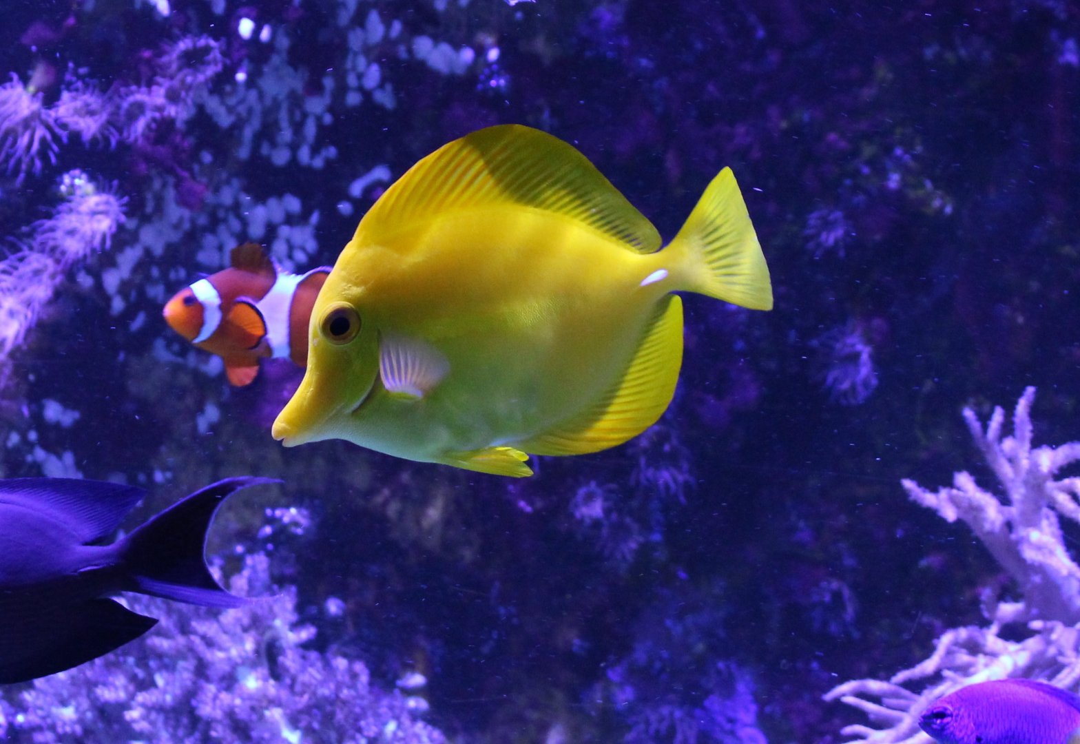 Yellow tang - Zebrasoma flavescens