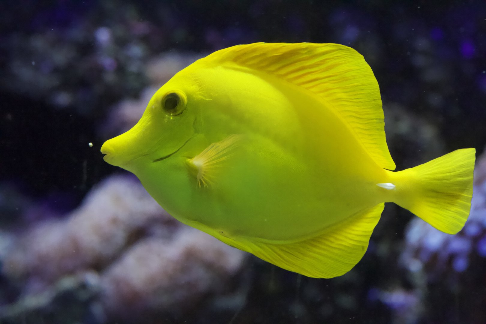 Yellow Tang/ Zebrasoma flavescens