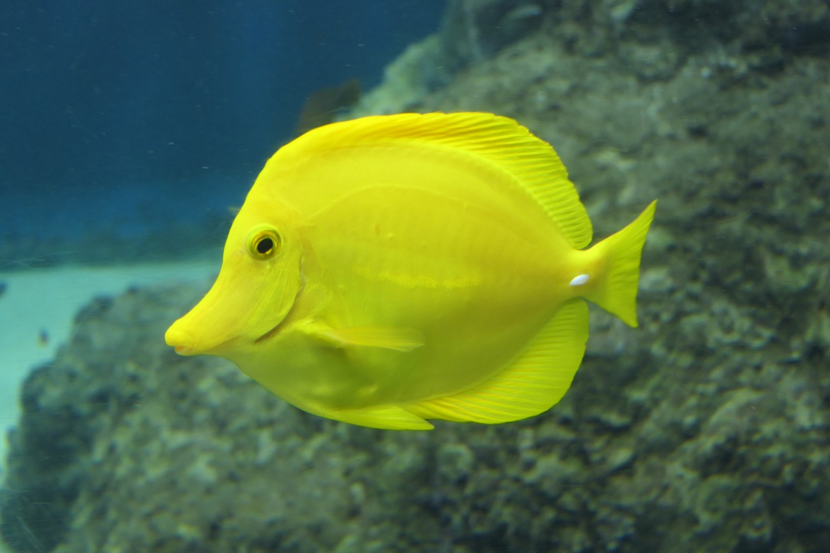 Yellow Tang (Zebrasoma flavescens)