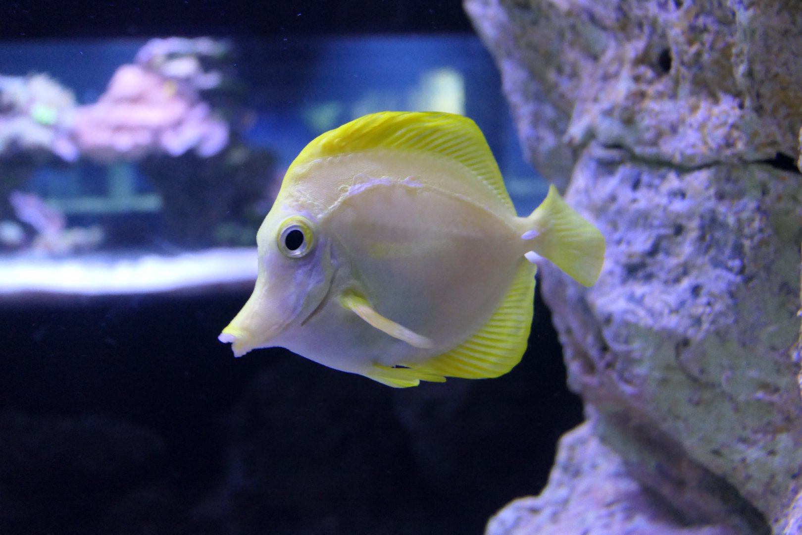 Yellow Tang (Zebrasoma flavescens)