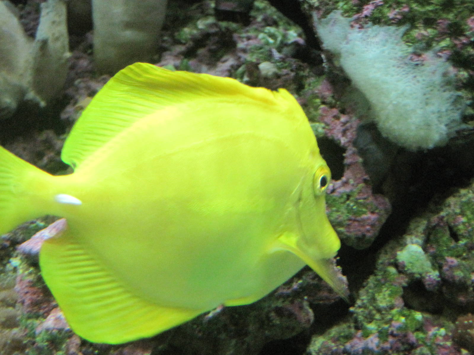 Yellow Tang