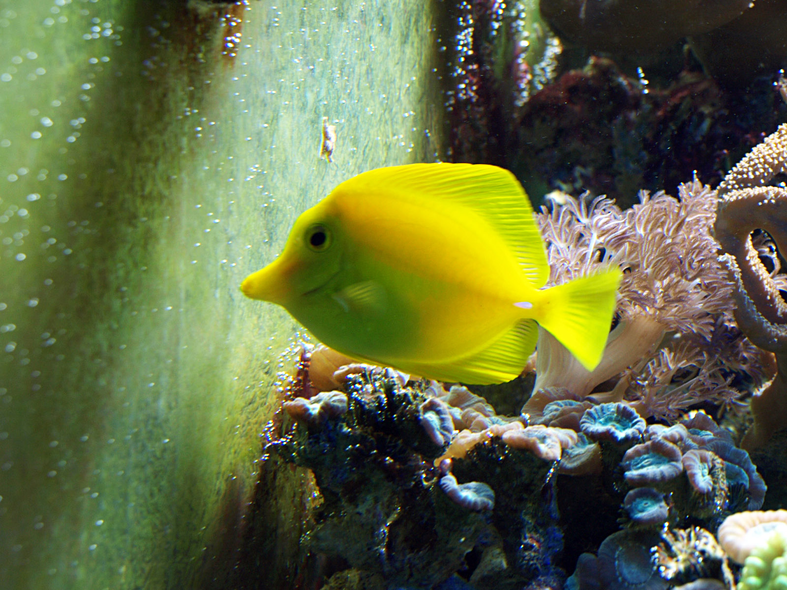 Yellow tang