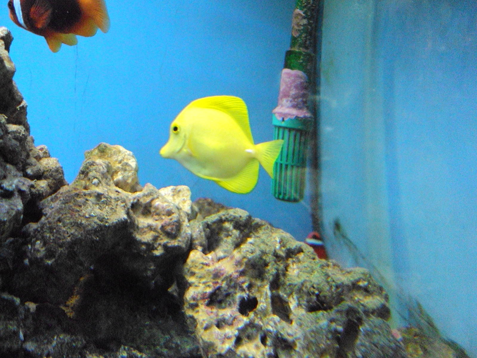 Yellow Tang
