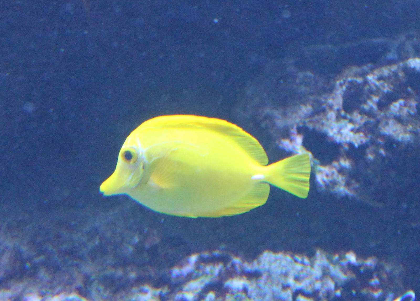 Yellow tang