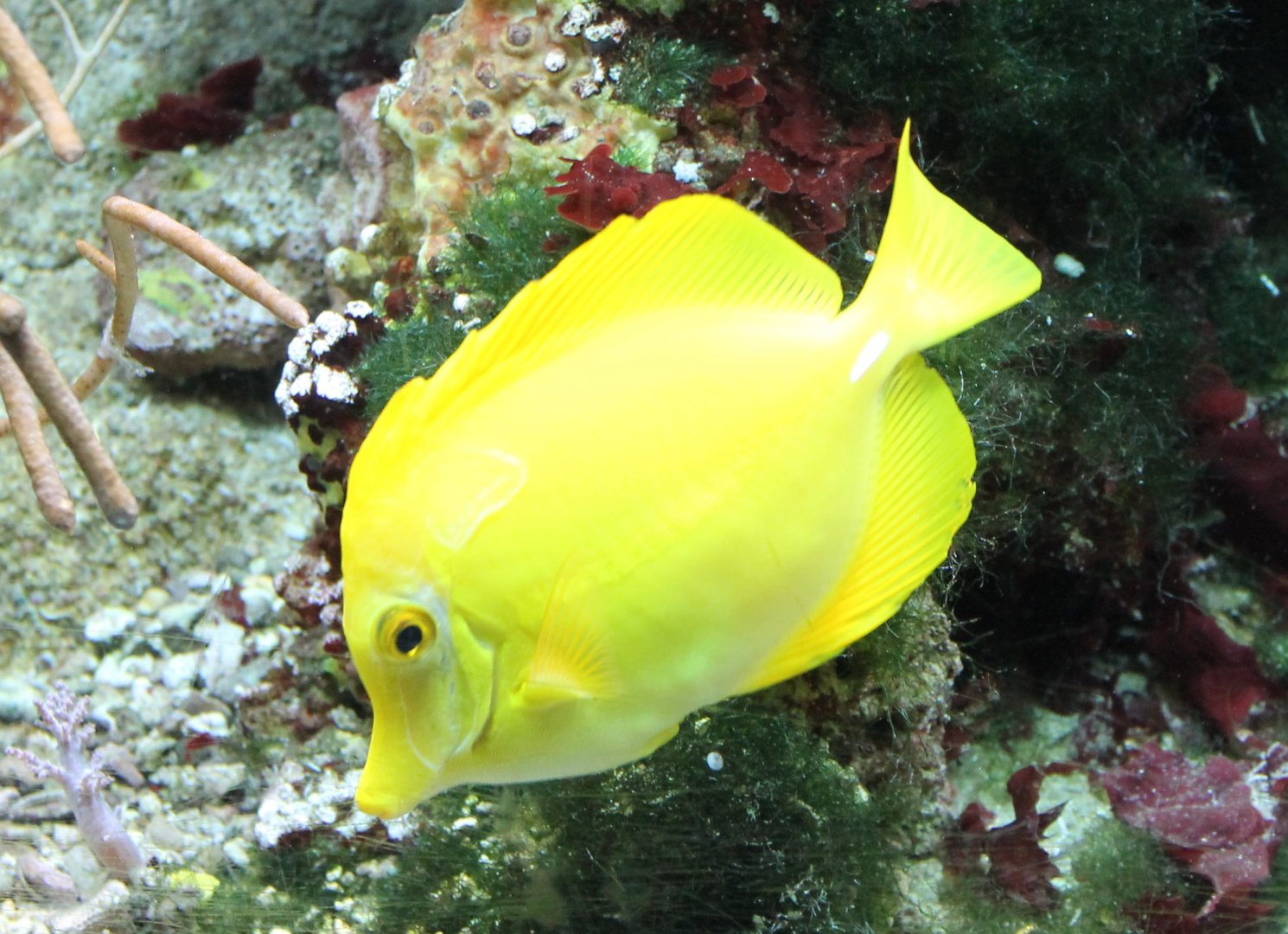Yellow tang