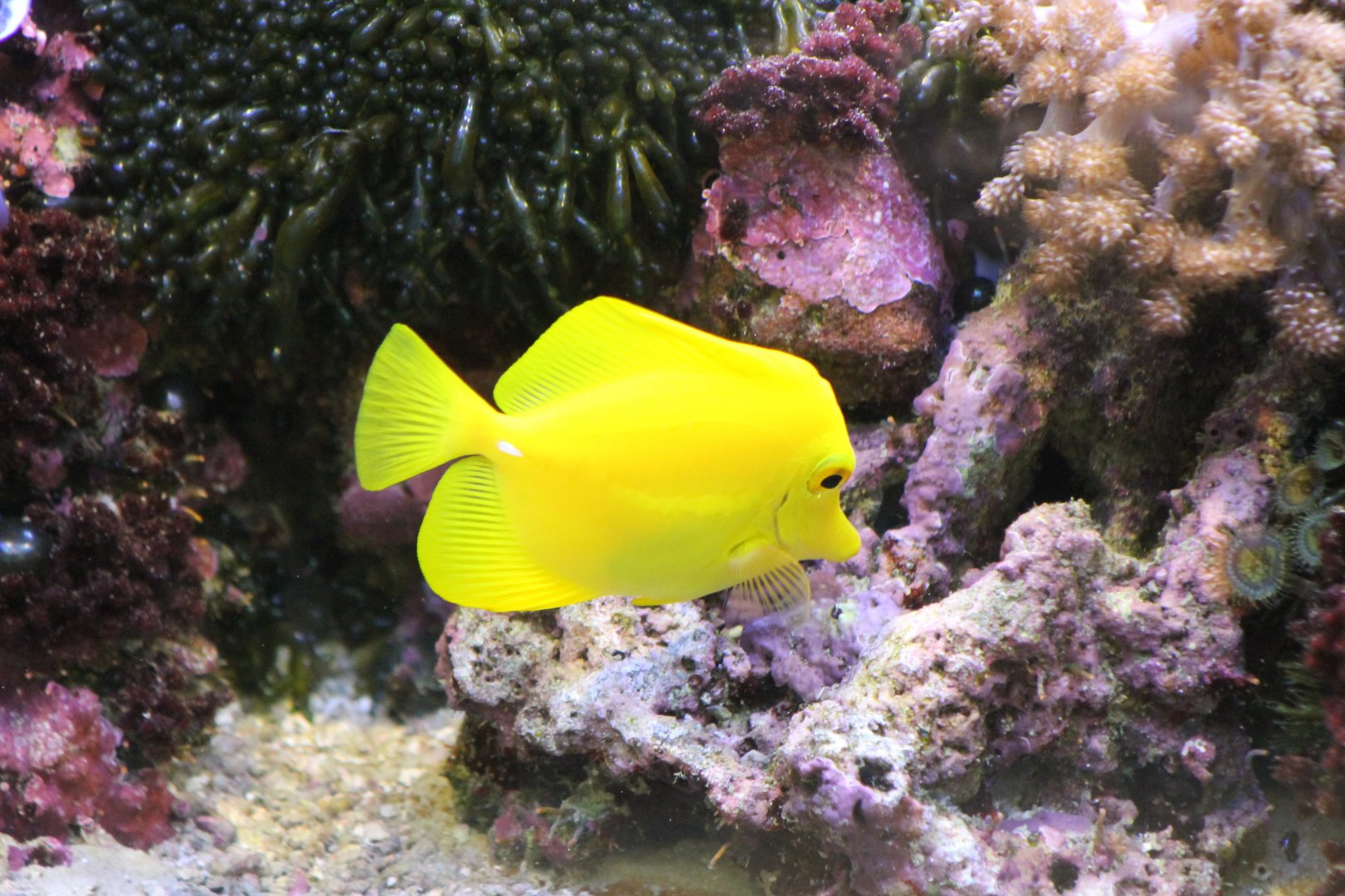 Yellow tang