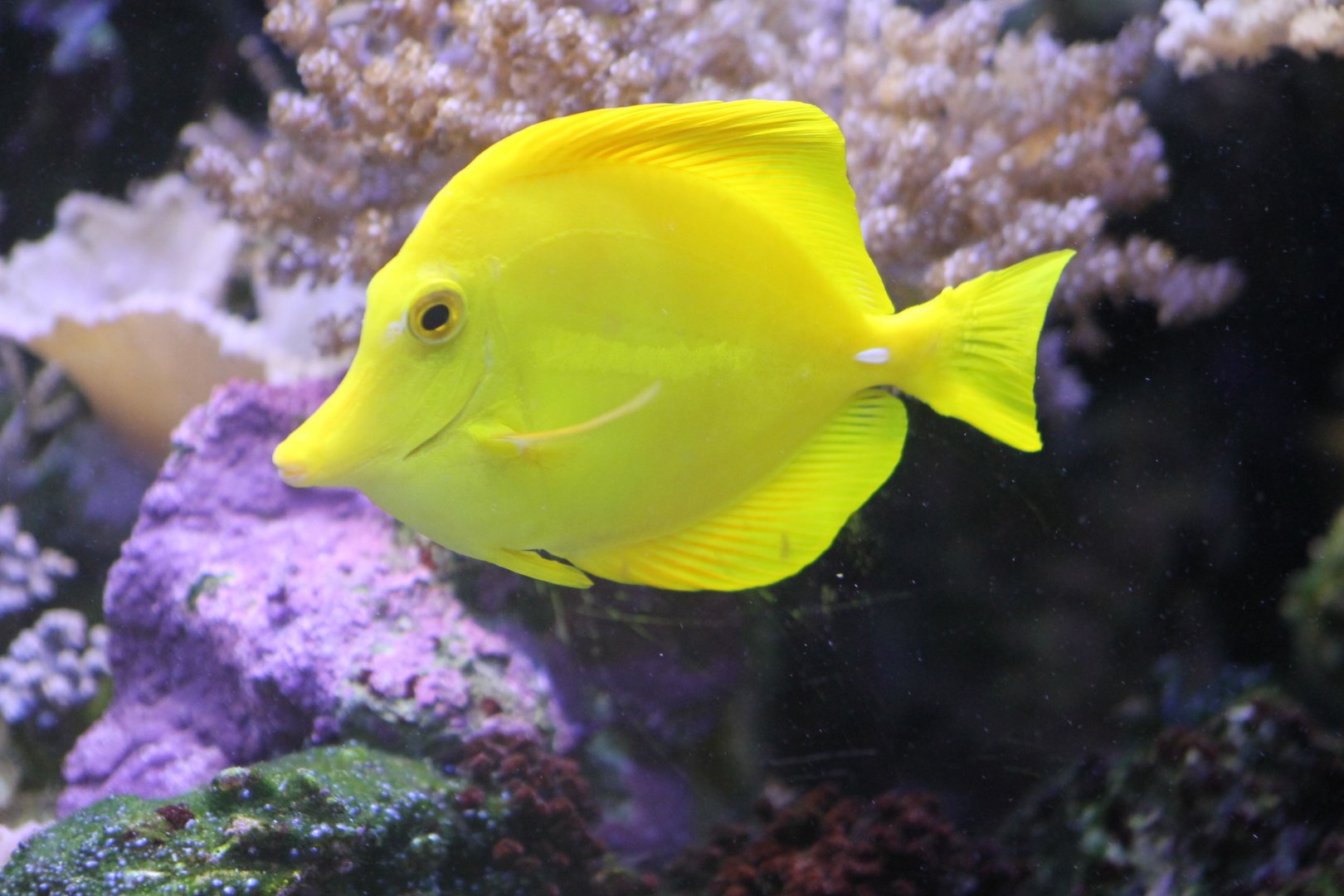 Yellow tang