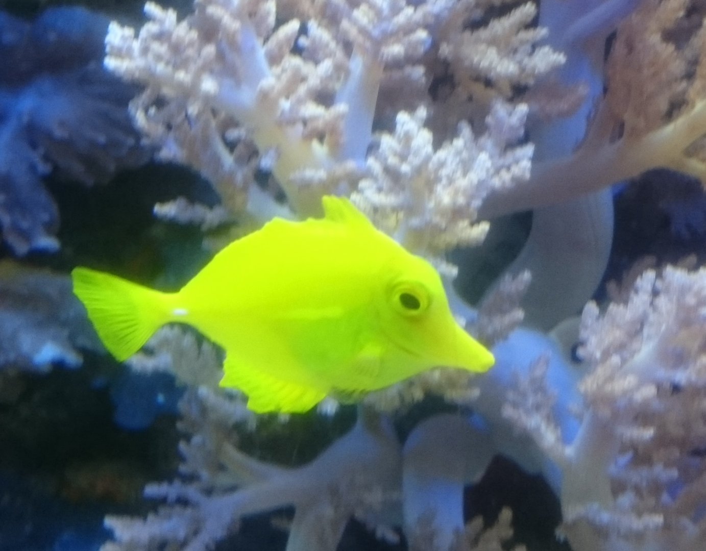 Yellow tang