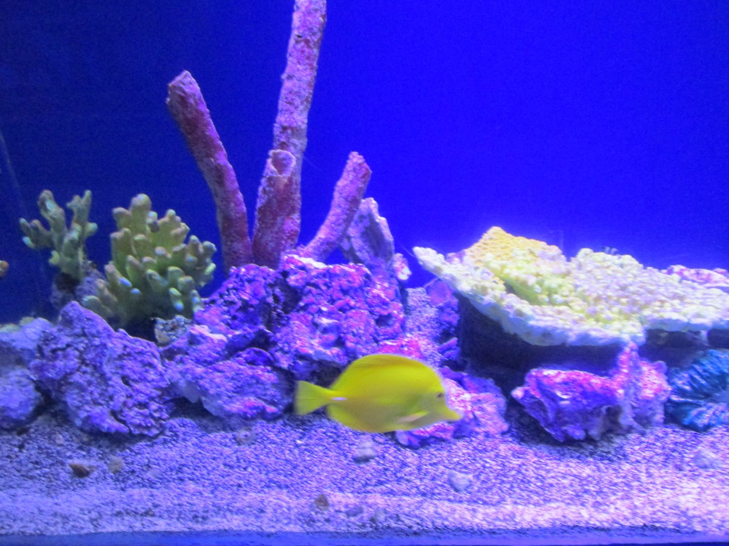 yellow tang