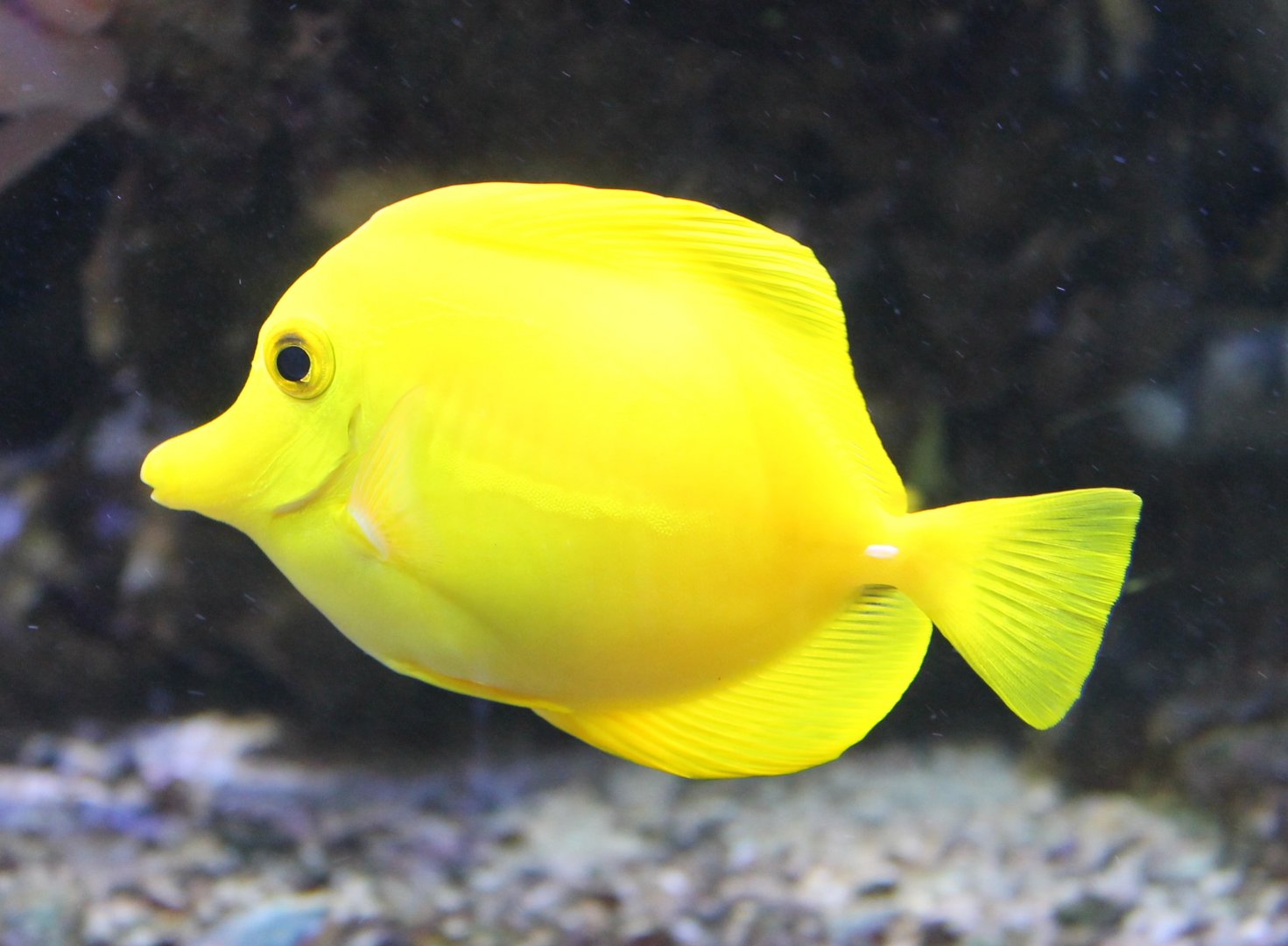 Yellow tang