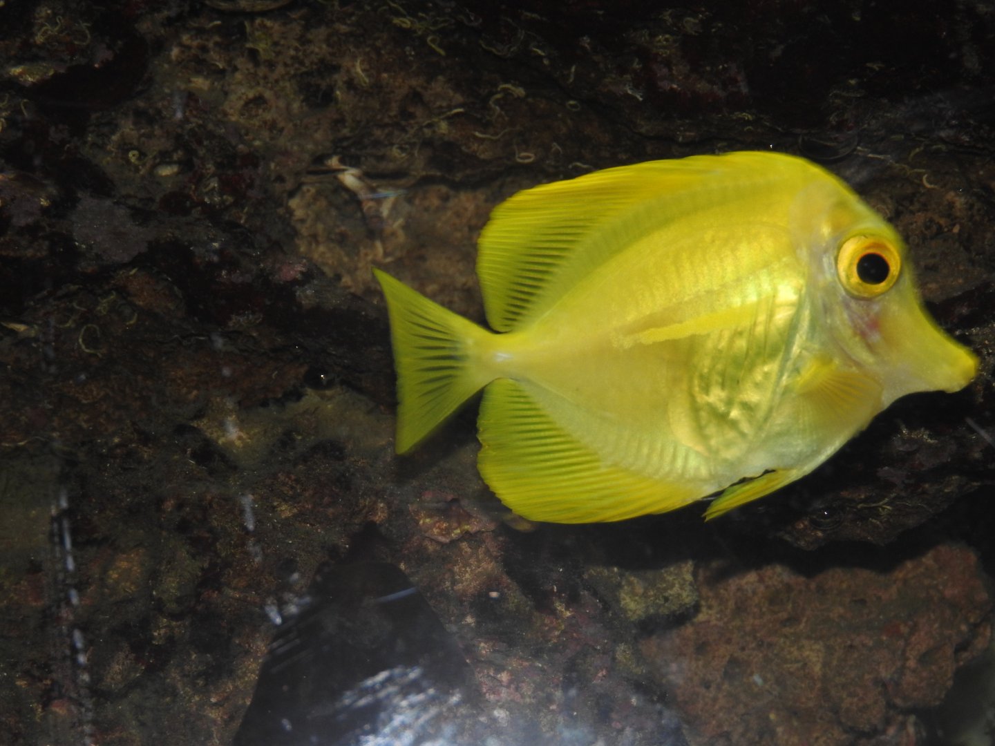 Yellow Tang