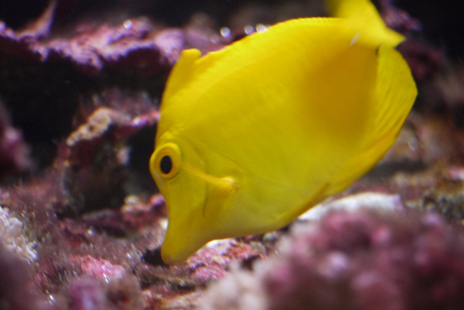 Yellow Tang