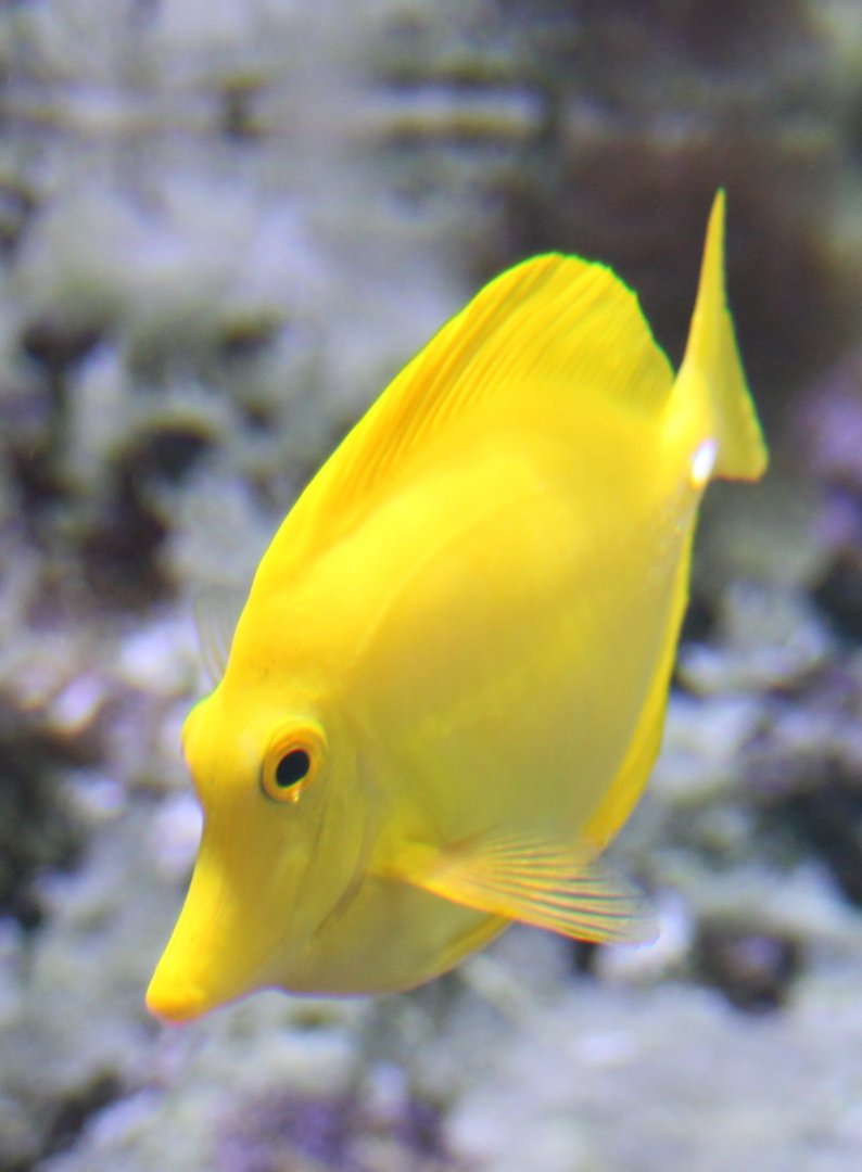 Yellow tang