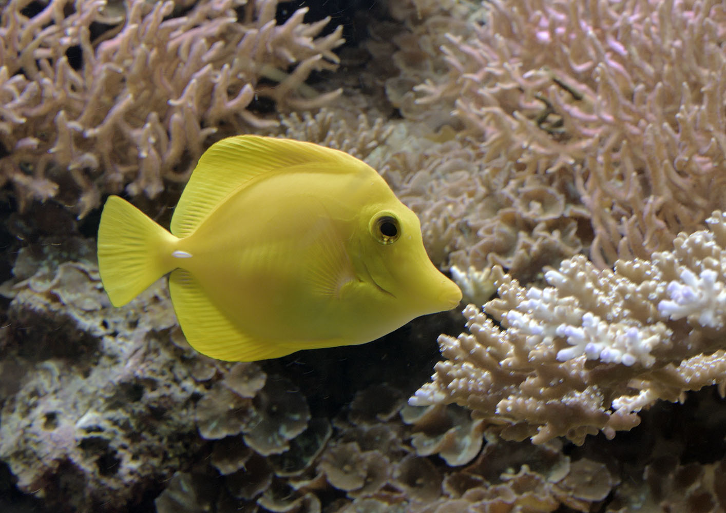 Yellow tang