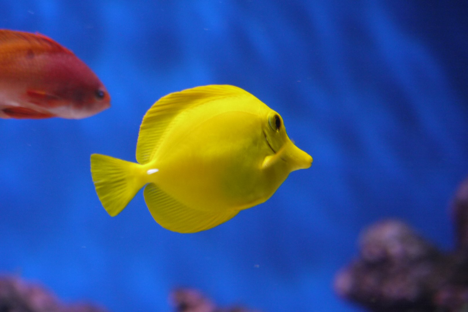 Yellow Tang