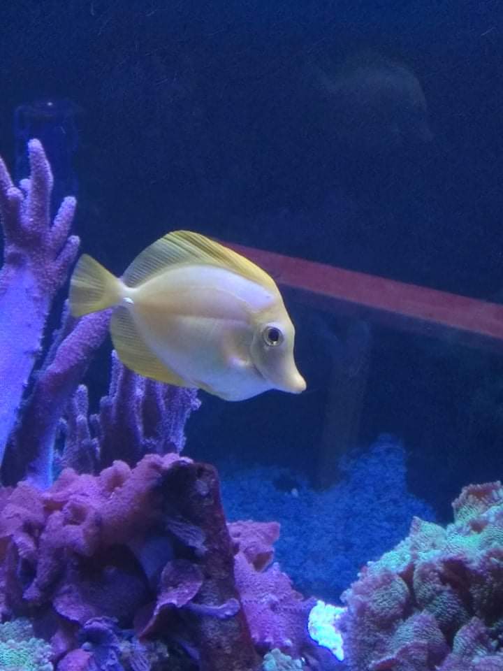 Yellow tang