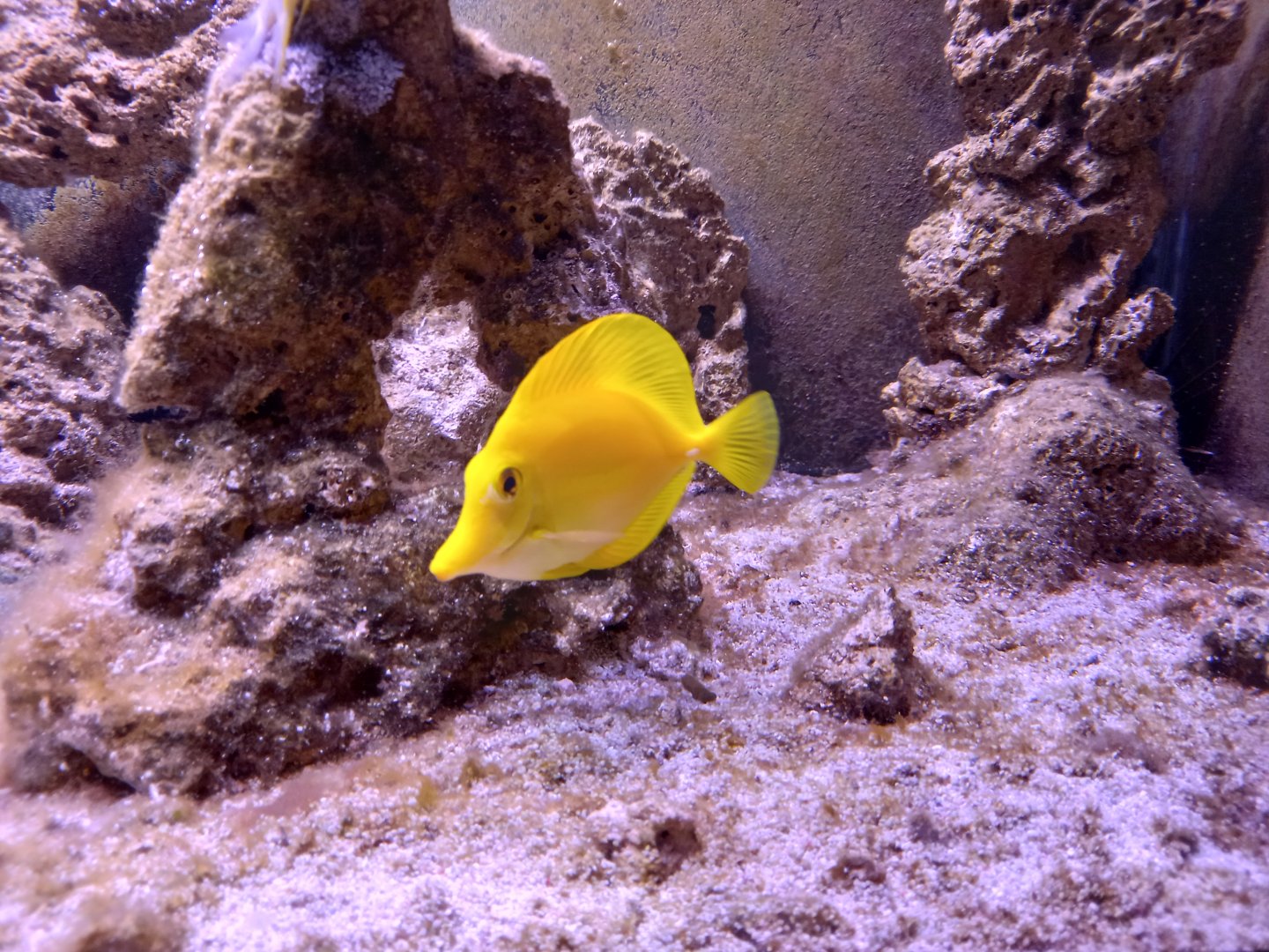Yellow Tang