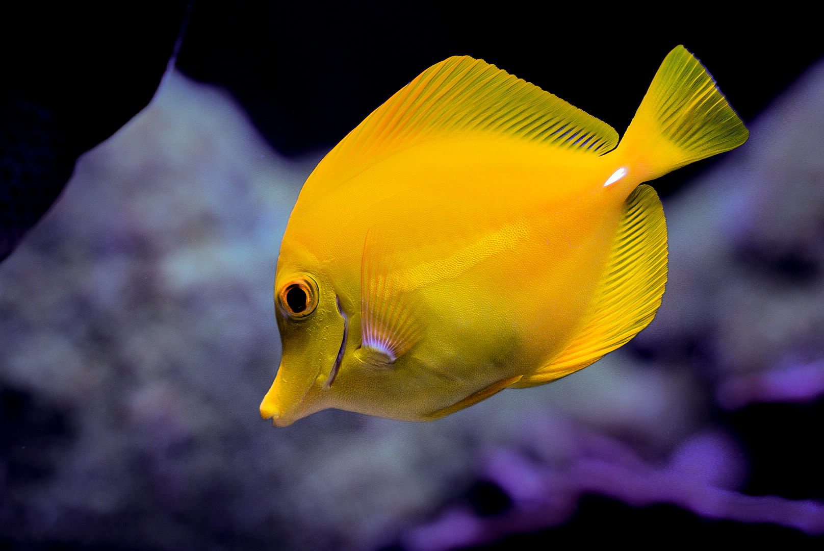 Yellow Tang