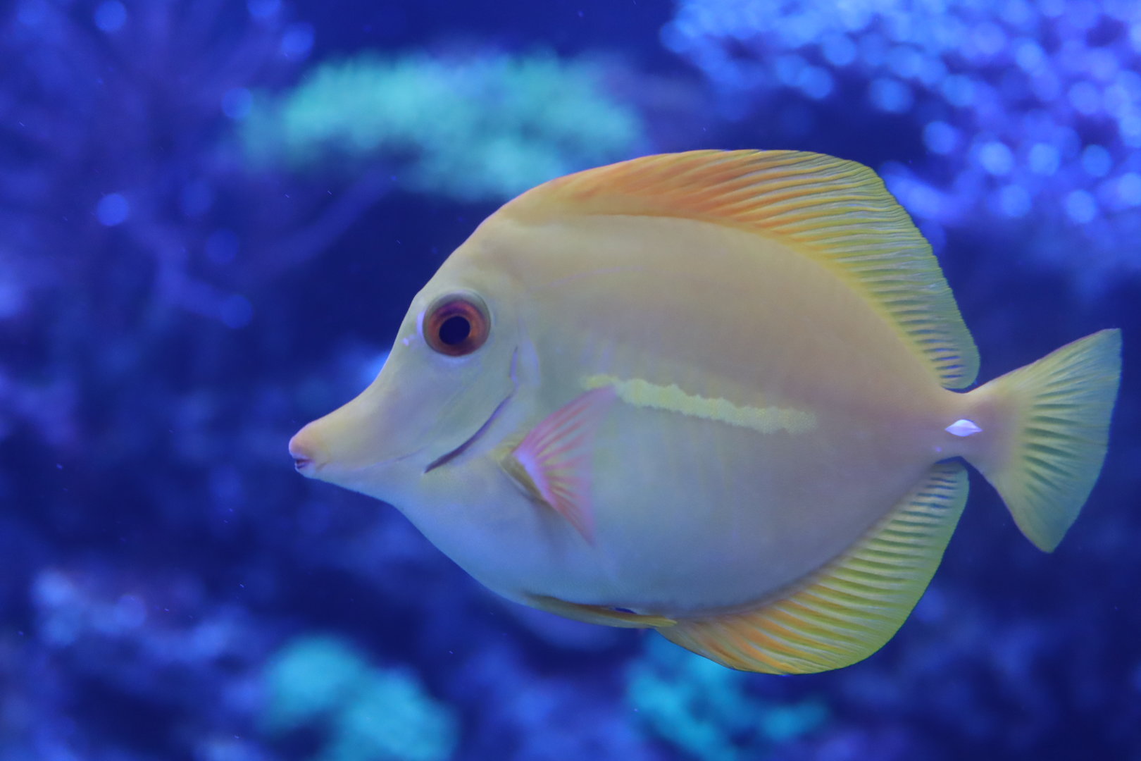 Yellow Tang