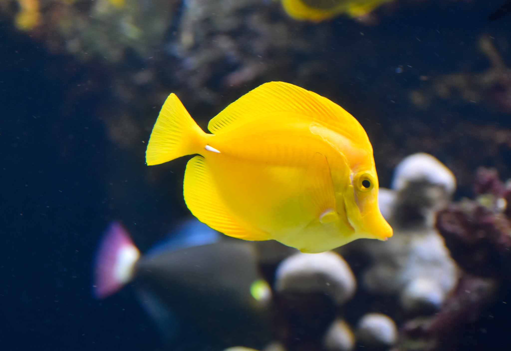Yellow Tang