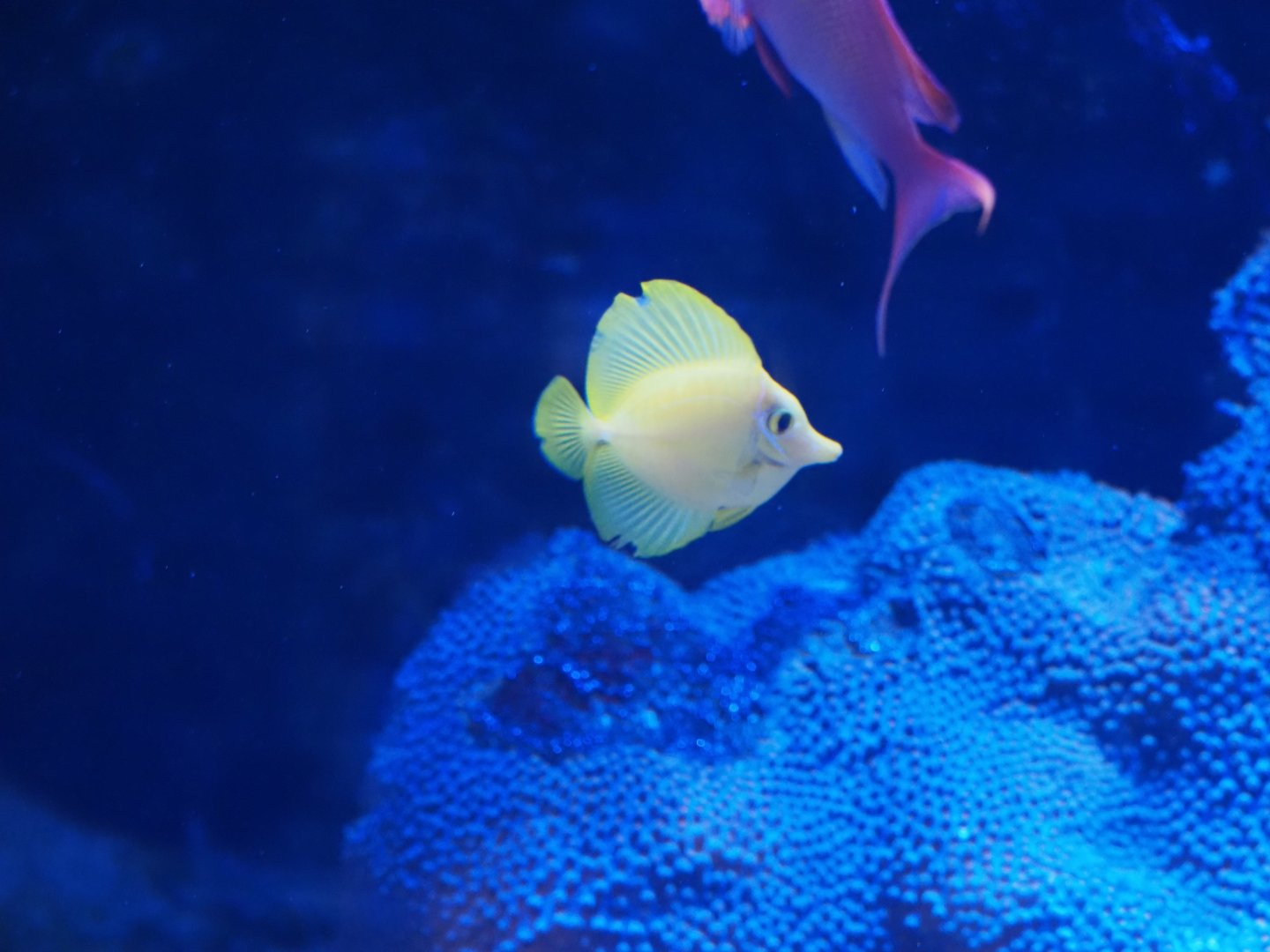 Yellow Tang