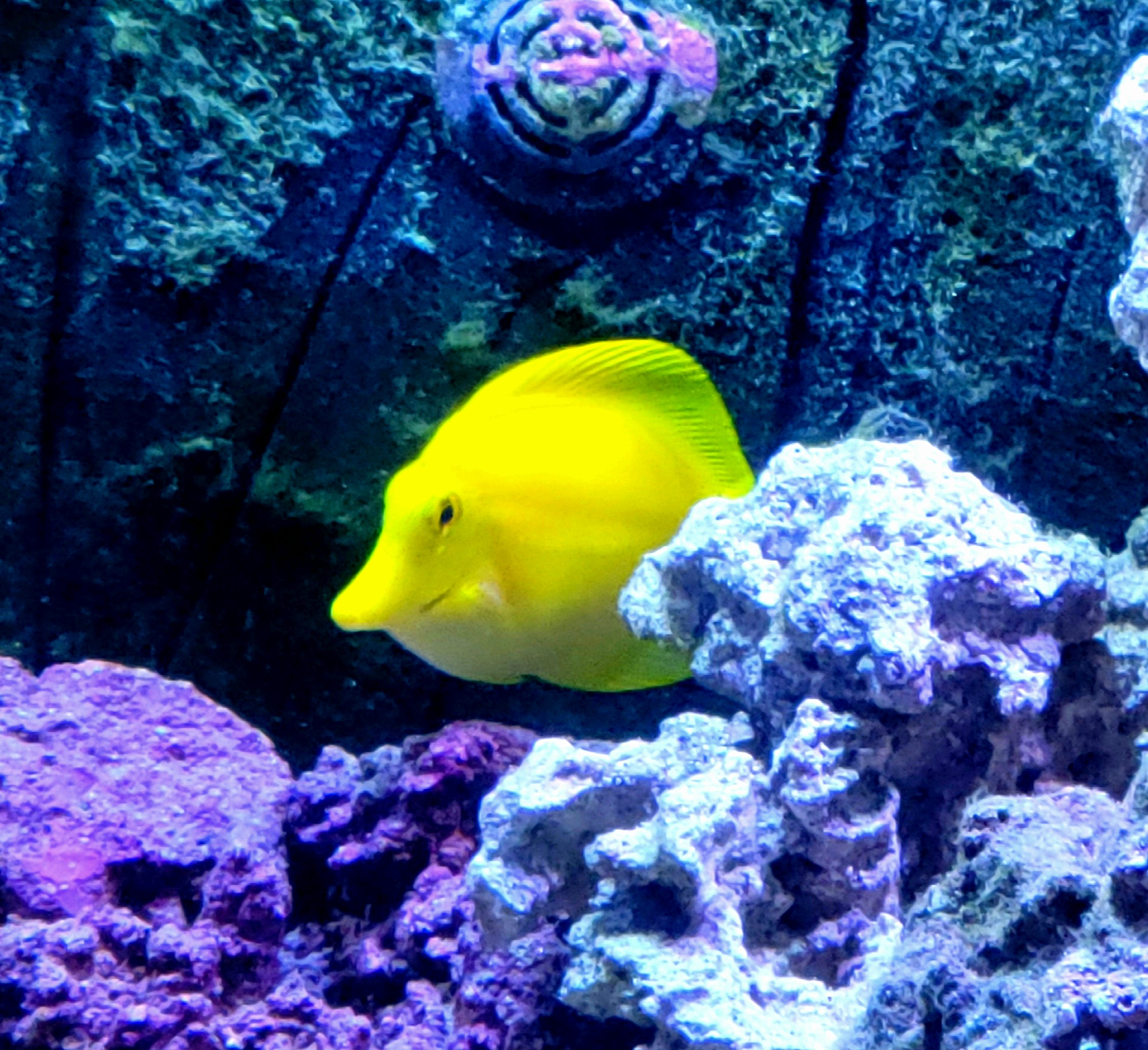 Yellow Tang