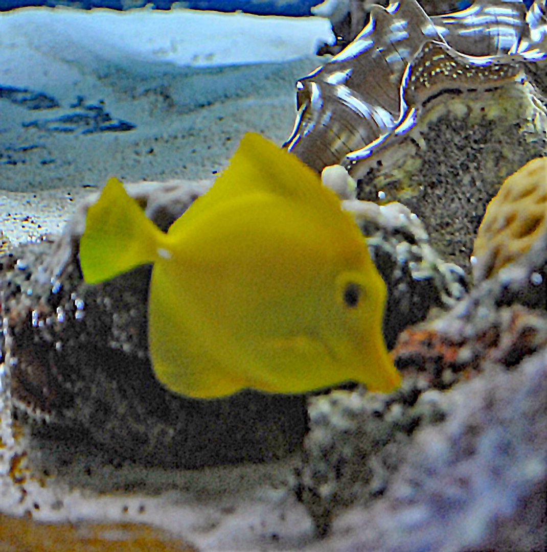 Yellow tang